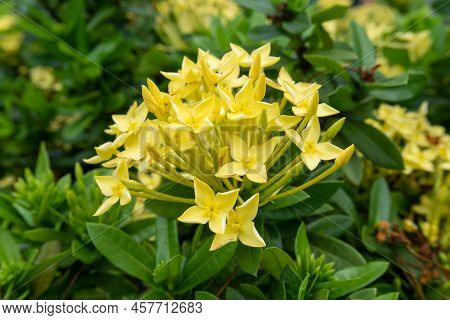 Bunches Beautiful Yellow Petite Petals Ixora Hybrid Know As West Indian Jasmine Or Jungle Flame, Blo