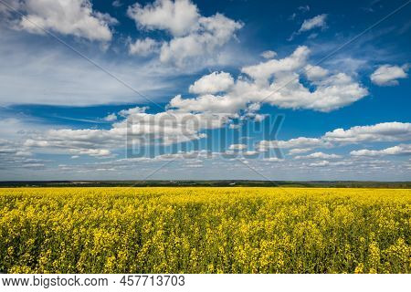 Blooming Yellow Rapseed Canola Field And Blu Sky With White Clouds