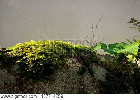 Fresh Little Green Leaves Of Moss On The Stone, Closeup And Selective Focus Image