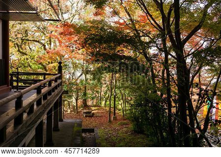 Branches Of Red Leaves Of Maple Trees In Autumn Season In A Japanese Garden Beside The Terrace
