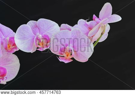 Close-up Of A Beautiful Tropical Pink Phalaenopsis Orchid On A Black Background