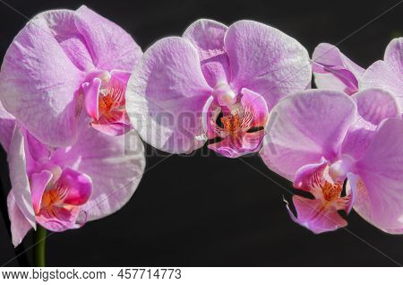 A Beautiful Tropical Pink Phalaenopsis Orchid