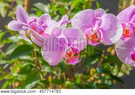 Close-up Of A Beautiful Tropical Pink Phalaenopsis Orchid In The Sunlight