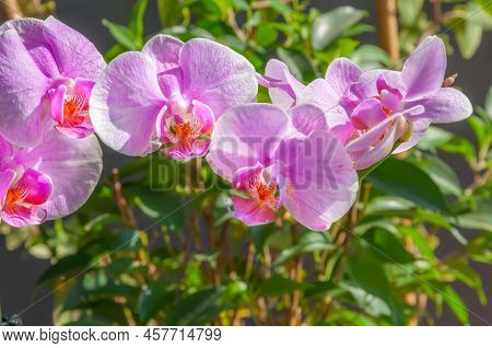 Close-up Of A Beautiful Tropical Pink Phalaenopsis Orchid In The Sunlight