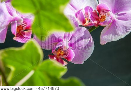 A Beautiful Tropical Pink Phalaenopsis Orchid