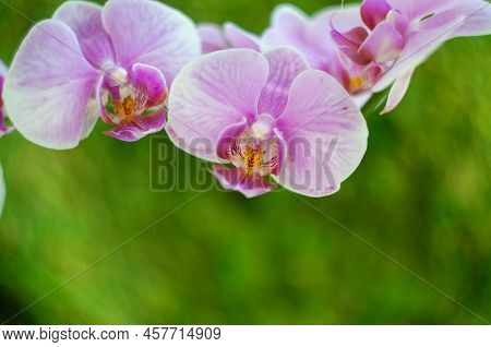 Close-up Of A Beautiful Tropical Pink Phalaenopsis Orchid In The Sunlight