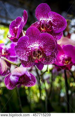 Exotic Flowers Of The Orchid Moon (phalaenopsis Amabilis) Bloom. Also Called Puspa Pesona, Anggrek B
