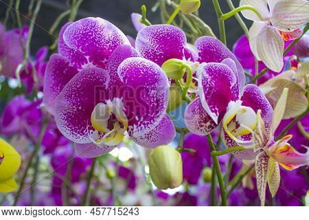 Exotic Flowers Of The Orchid Moon (phalaenopsis Amabilis) Bloom. Also Called Puspa Pesona, Anggrek B
