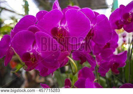 Exotic Flowers Of The Orchid Moon (phalaenopsis Amabilis) Bloom. Also Called Puspa Pesona, Anggrek B