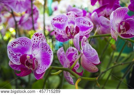 Exotic Flowers Of The Orchid Moon (phalaenopsis Amabilis) Bloom. Also Called Puspa Pesona, Anggrek B