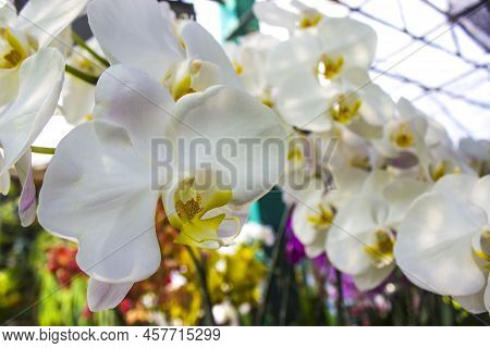 Exotic Flowers Of The Orchid Moon (phalaenopsis Amabilis) Bloom. Also Called Puspa Pesona, Anggrek B