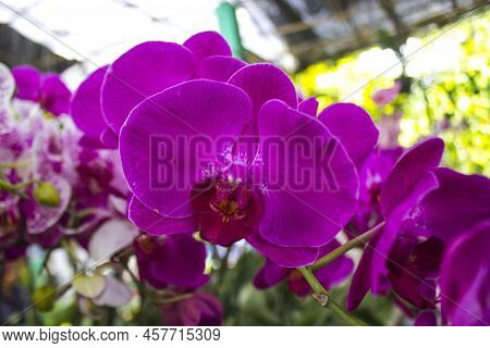 Exotic Flowers Of The Orchid Moon (phalaenopsis Amabilis) Bloom. Also Called Puspa Pesona, Anggrek B