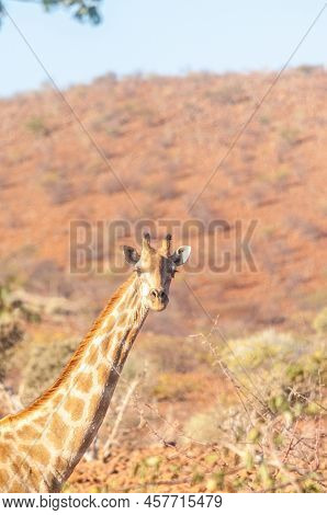 Closeup Of Angolan Giraffe - Giraffa Giraffa Angolensis- Head Sticking Out From The Bushes Of The Na