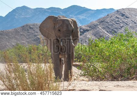 Closeup Of An African Desert Elephant - Loxodonta Africana- Wandering In The Desert In North Western