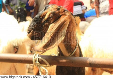 Close Up Etawa Goat (kambing Etawa) Javanese Goat On Traditional Animal Market, Java Indonesia