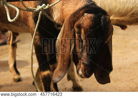Close Up Etawa Goat (kambing Etawa) Javanese Goat On Traditional Animal Market, Java Indonesia