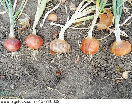 Crop Of Spring Onions In The Field Close-up