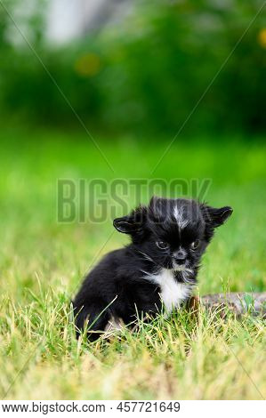 Little Black Chihuahua Puppy Looks Like Demon, Damn It, Devil. Black Chihuahua Sits In Summer Garden