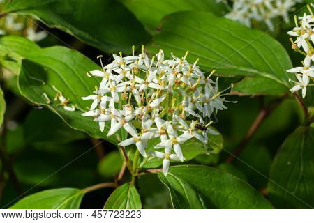 Cornus Sanguinea - Red Dogwood Plant In Flower And Full Leaf. Cornus Drummondii, With Tiny White Flo