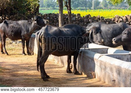 Domestic Water Buffalo In Rural Village. Asian Water Buffalo.
