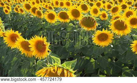 Agricultural Sunflowers Field. The Helianthus Sunflower Is A Genus Of Plants In The Asteraceae Famil