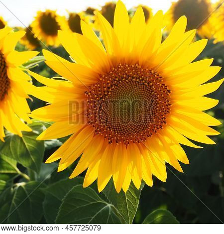 The Helianthus Sunflower Is A Genus Of Plants In The Asteraceae Family. Annual Sunflower And Tuberou