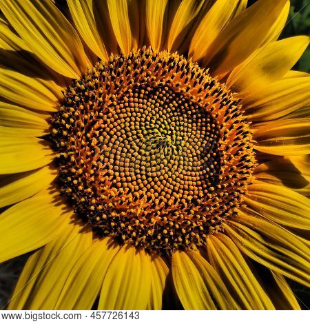 The Helianthus Sunflower Is A Genus Of Plants In The Asteraceae Family. Annual Sunflower And Tuberou