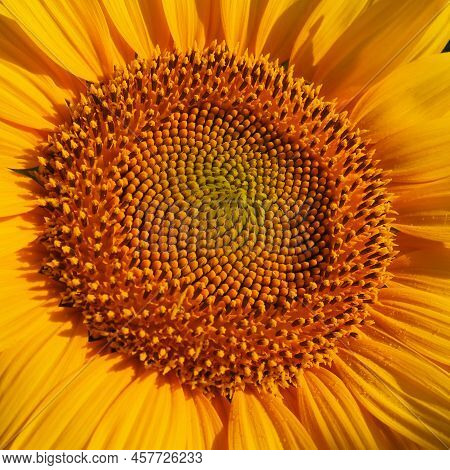 The Helianthus Sunflower Is A Genus Of Plants In The Asteraceae Family. Annual Sunflower And Tuberou