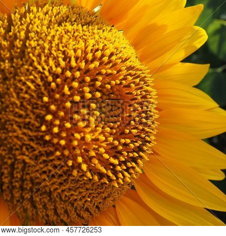 The Helianthus Sunflower Is A Genus Of Plants In The Asteraceae Family. Annual Sunflower And Tuberou