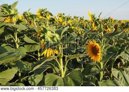 Agricultural Sunflowers Field. The Helianthus Sunflower Is A Genus Of Plants In The Asteraceae Famil