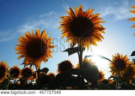 The Helianthus Sunflower, Asteraceae Family. Annual Sunflower And Tuberous Sunflower. Agricultural F