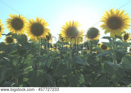 The Helianthus Sunflower, Asteraceae Family. Annual Sunflower And Tuberous Sunflower. Agricultural F