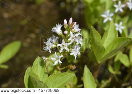 Common Bogbean White Flowers In The Spring