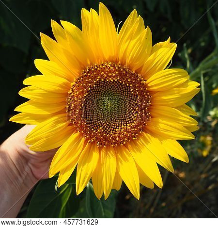 The Helianthus Sunflower Is A Genus Of Plants In The Compositae Family. Annual Sunflower And Tuberou