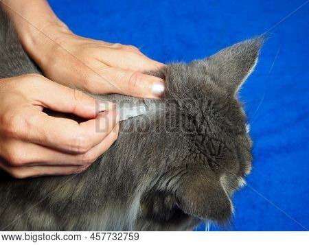Treatment Of Cats From Fleas And Ticks. Applicacion Drops To The Withers Of The Animal From A Plasti