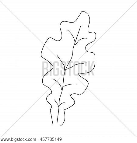 Oak Leaf Linear Icon. Thin Line Illustration. Contour Vector Outline Drawing.