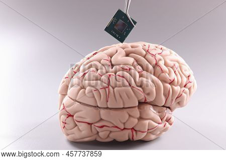 Anatomy Of Human Brain With Computer Chip. Artificial Intelligence Chips Concept