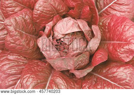 Lettuce Bush With Red Juicy Ripe Lettuce Among Large Red Lettuce Leaves And Small Red Lettuce Leaves