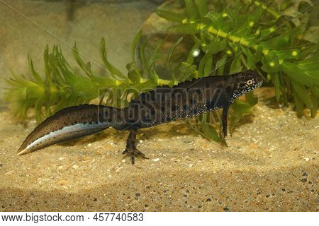 Closeup On An Aquatic Adult Male Danube Crested Newt, Triturus Dobrogicus, Underwater