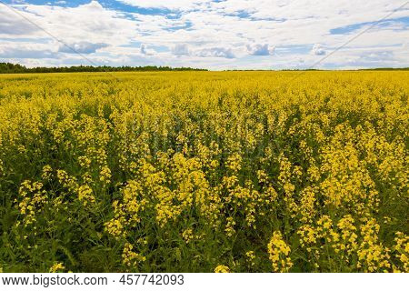 Blooming Yellow Rapseed Canola Field And Blu Sky With White Clouds