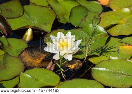 White Blooming Water Lily With Green Leaves In A Water Pond, Kordel, Germany