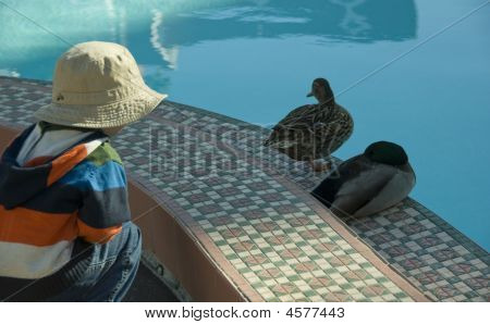 Kind kijken naar eenden In een Pool