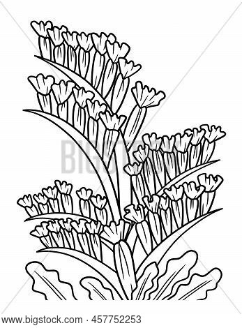A Cute And Beautiful Coloring Page Of A Statice Flower. Provides Hours Of Coloring Fun For Adults.