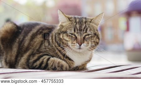 A Striped Stray Cat On A Park Bench. Shelter For Stray Cats And Dogs.