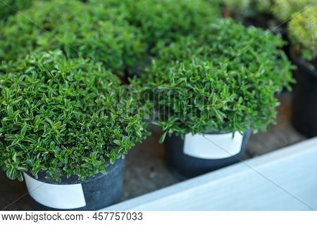 Potted Green Oregano Plants On Table, Closeup