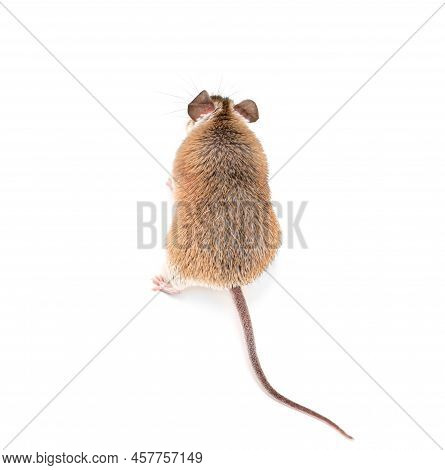 Small Cute Spiny Mouse On White Background
