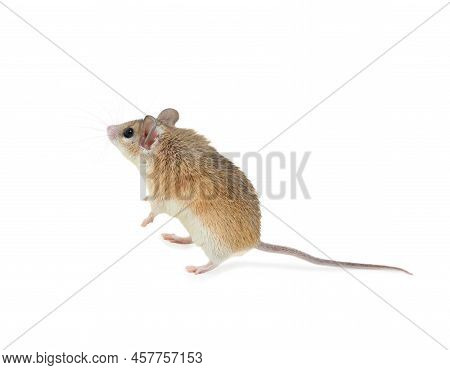 Small Cute Spiny Mouse On White Background