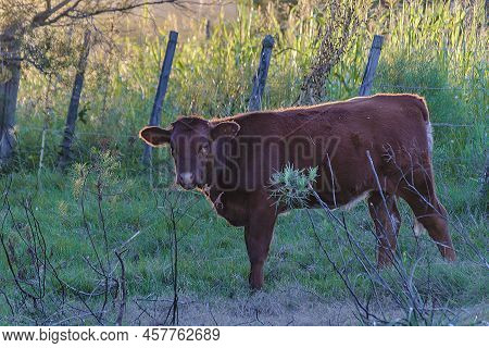 Hereford Cows At Field Landscape