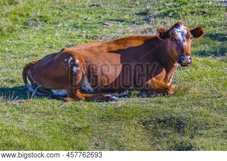Hereford Cows At Field Landscape