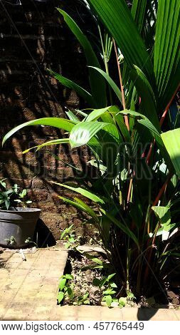 Red Palm (cyrtostachys Lakka Becc.) Is A Popular Ornamental Plant Commonly Found In The Yard Of The